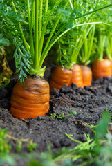 Carrot harvest in the garden. Selective focus.