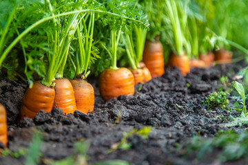 Carrot harvest in the garden. Selective focus.