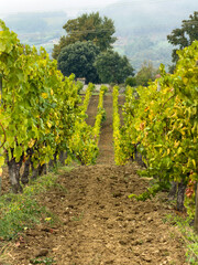Naklejka premium Viñedos en la Ribeira Sacra de Ourense, Galicia