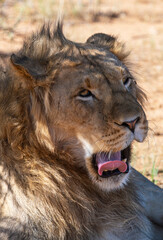 Portrait of a young male lion, Moremi Game Reserve, Botswana