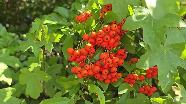 Firethorn (Pyracantha) with red berries moving in the wind.