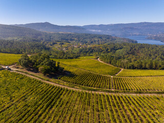 Fototapeta premium Viñedos en la Ribeira Sacra de Ourense, Galicia