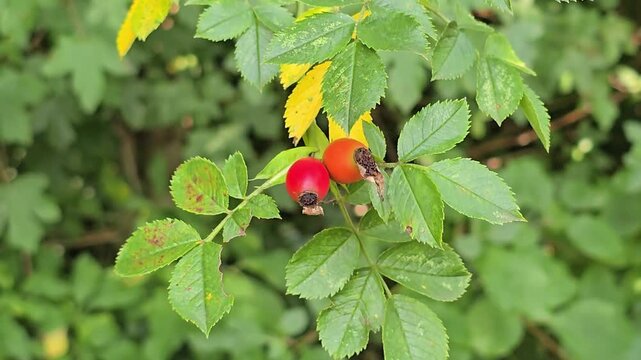 Dog rose fruits (Rosa canina) swaying gently on bush in autumn wind.