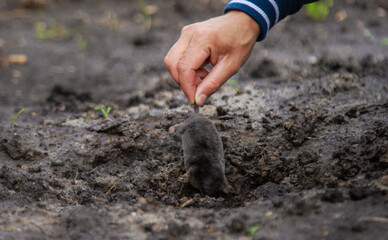 Dead mole in the garden. Selective focus.