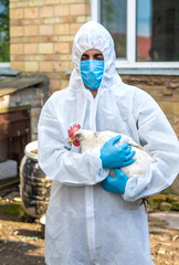 A veterinarian analyzes a chicken. Selective focus.