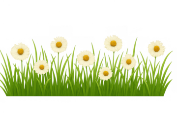 Daisy flowers blooming in green grass, symbolizing spring, nature, and growth. Transparent background allows flexible use
