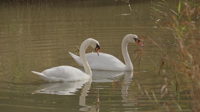 Pair of graceful white swans swimming on a tranquil pond