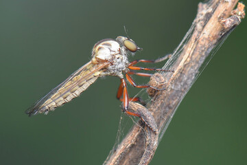Robberfly  on twigs  in tropical   forest