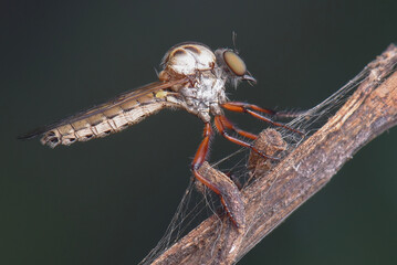 macro of a robberfly