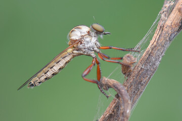 macro of a dragonfly