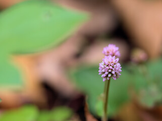 10月に可憐に咲いたピンク色のヒメツルソバ