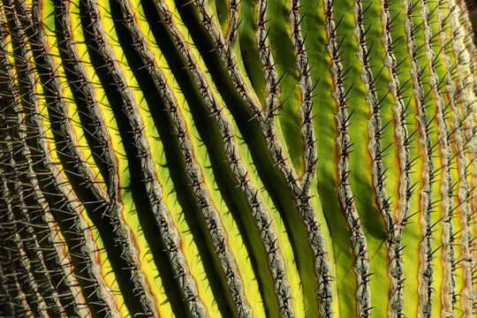 green cactus close up texture