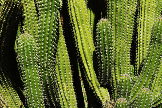 close up of a cactus