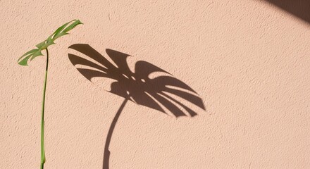 Green plant casting shadow on pink wall in soft natural light  