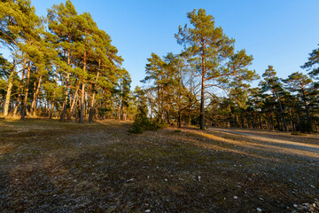 Abendstimmung im Naturschutzgebiet Häuserlohwäldchen zwischen Bad Kissingen und Nüdlingen, Landkreis Bad Kissingen, Unterfranken, Bayern, Deutschland