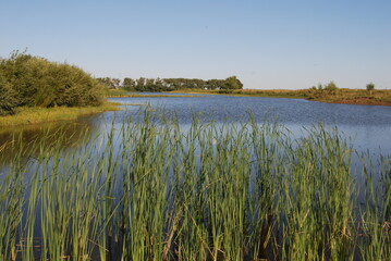 Peaceful lake with reeds on shore under clear blue summer sky