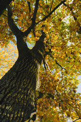 Majestic Oak Tree with Golden Autumn Leaves and Blue Sky