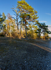 Abendstimmung im Naturschutzgebiet Häuserlohwäldchen zwischen Bad Kissingen und Nüdlingen, Landkreis Bad Kissingen, Unterfranken, Bayern, Deutschland