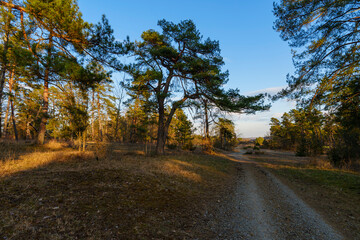 Abendstimmung im Naturschutzgebiet Häuserlohwäldchen zwischen Bad Kissingen und Nüdlingen, Landkreis Bad Kissingen, Unterfranken, Bayern, Deutschland