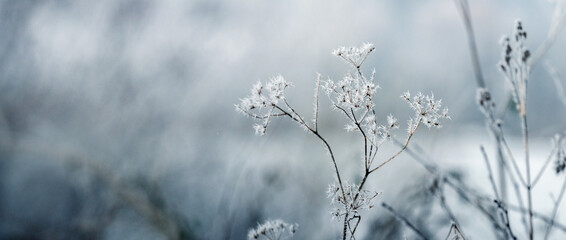 Panoramic view of icy crystals covering a dry winter plant against a blurred light blue and white background creating a minimalist and frosty natural landscape