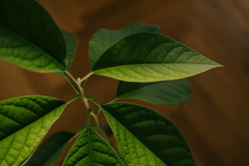 Green leaves plant closeup indoor houseplant, detailed foliage with visible vein texture and natural light, fresh growth and lush leaf patterns creating calm botanical mood for interior decor.