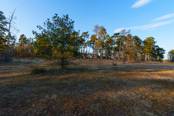 Abendstimmung im Naturschutzgebiet Häuserlohwäldchen zwischen Bad Kissingen und Nüdlingen, Landkreis Bad Kissingen, Unterfranken, Bayern, Deutschland