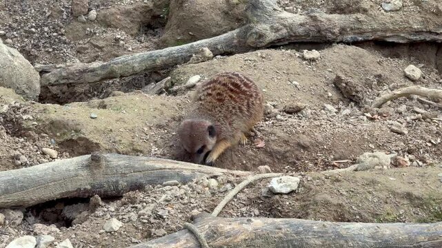 A meerkat energetically digs into the dry earth, showcasing its natural foraging behavior. The scene captures the animal&rsquo;s instinctive movements in a realistic habitat with sandy soil 