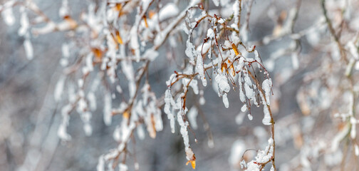 Panoramic view of tree branches covered with snow and icy icicles with small yellow leaves hanging down creating a winter, icy and frosty scene