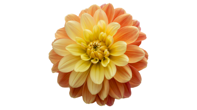 Stunning dahlia flower with vibrant yellow and peach petals blooming