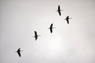 cranes