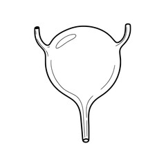 Outline illustration of human bladder, an essential organ in the urinary system