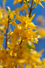  Blüten der Forsythia