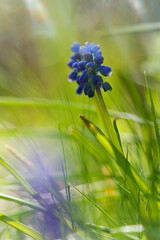 Traubenhyazinten, Muscari