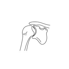 Detailed anatomical illustration of the human shoulder joint structure in outline