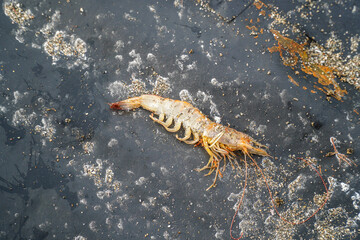 Dramatic studio shot featuring a fresh prawn, its colors vivid against a dark surface speckled with sands and weathered textures. Food photography with a clean yet edgy artistic flair.