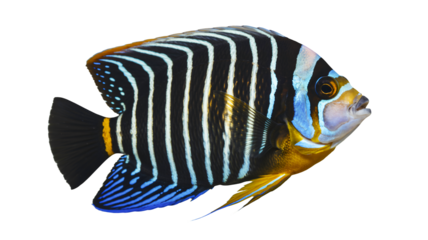 Beautiful angelfish swimming gracefully with vibrant colors and stripes