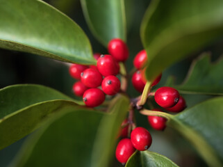11月に実っていたクロガネモチの赤い実