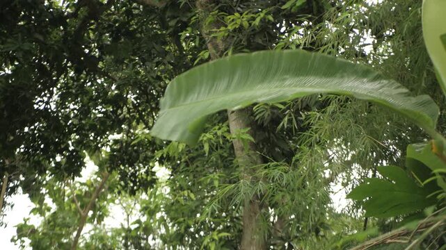 banana leaves blown by the wind