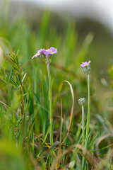  Mehlige Schlüsselblume, Mehlprimel, Primula farinosa