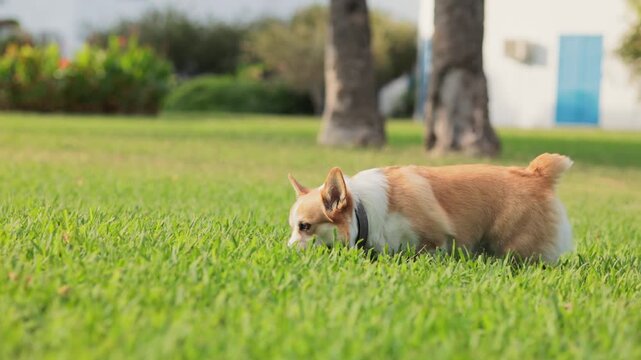 A Welsh Corgi walks away from the camera with head down in shaded lawn. Trees provide a quiet backdrop in soft afternoon light.