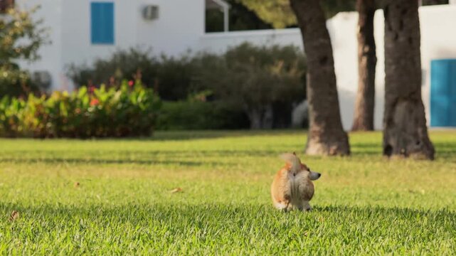 A Welsh Corgi runs toward the camera across a sunny grassy field. The dog is surrounded by open park space with blurred background.