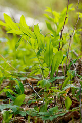 Salomonssiegel, Echte Salomonssiegel, Polygonatum odoratum