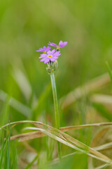  Mehlige Schlüsselblume, Mehlprimel, Primula farinosa
