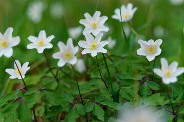 Buschwindröschen, Busch-Windröschen,  Anemone nemorosa,
