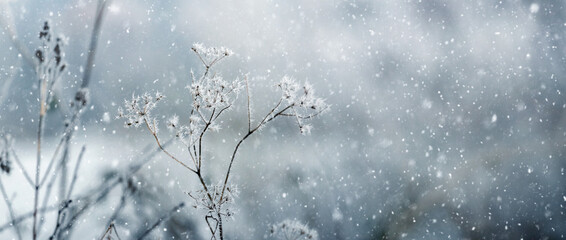 Panoramic winter landscape with a dry plant covered with hoarfrost and ice crystals against the background of heavy snowfall creating a cold and magical fairy-tale blue and white scene