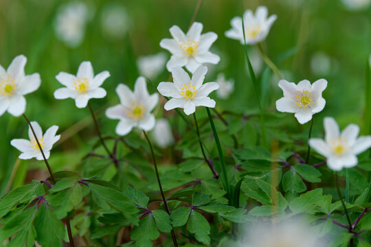 Buschwindr&ouml;schen, Busch-Windr&ouml;schen,  Anemone nemorosa,