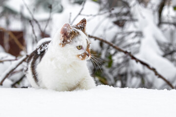 White spotted cat in the winter garden. Cat in the snow