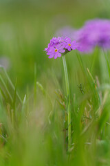  Mehlige Schlüsselblume, Mehlprimel, Primula farinosa