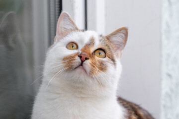 A white spotted cat sits by the window and is reflected in the window glass