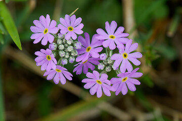  Mehlige Schlüsselblume, Mehlprimel, Primula farinosa